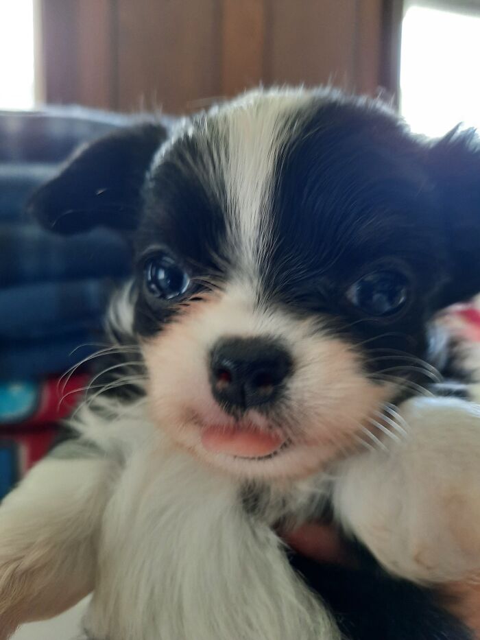 Life Of A Crazy Chihuahua Mama (35 Pics)