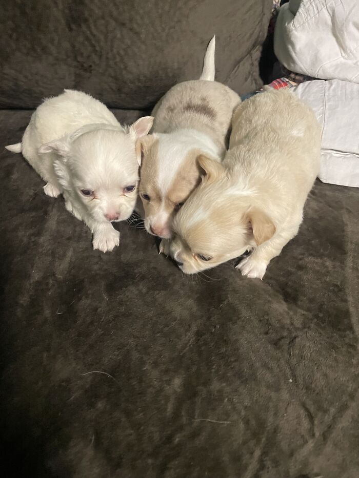 Life Of A Crazy Chihuahua Mama (35 Pics)