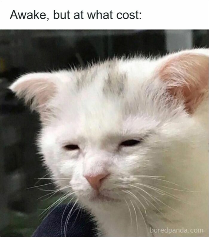 77 Funny Insomnia Memes For When Your Brain Won’t Just Shut Up And Cooperate