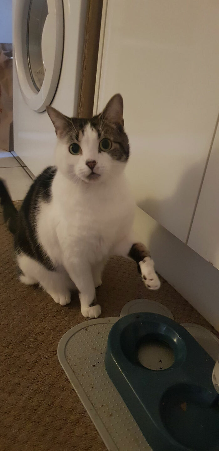 Hey Pandas, Show Me Your Beloved Pets