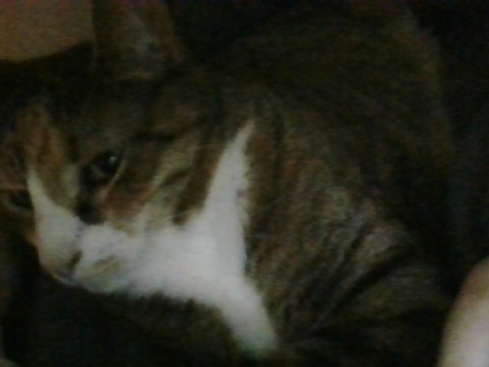 Hey Pandas, Show Me Your Beloved Pets