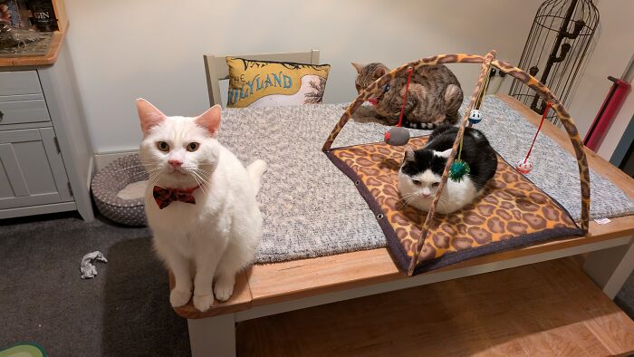 Hey Pandas, Show Me Your Beloved Pets