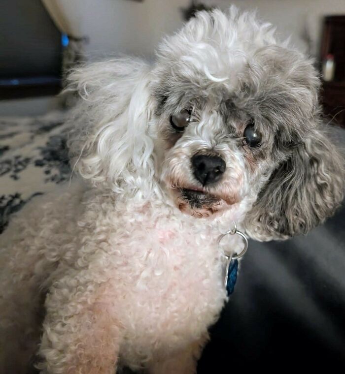 Hey Pandas, Show Me Your Beloved Pets
