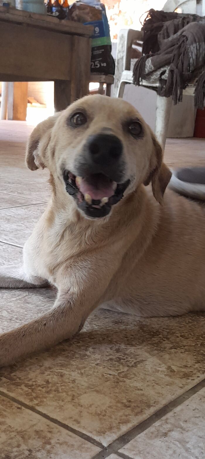 Hey Pandas, Show Me Your Beloved Pets