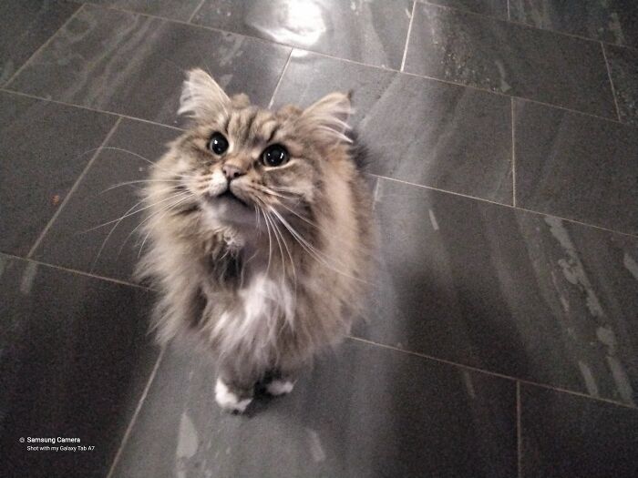 Hey Pandas, Show Me Your Beloved Pets