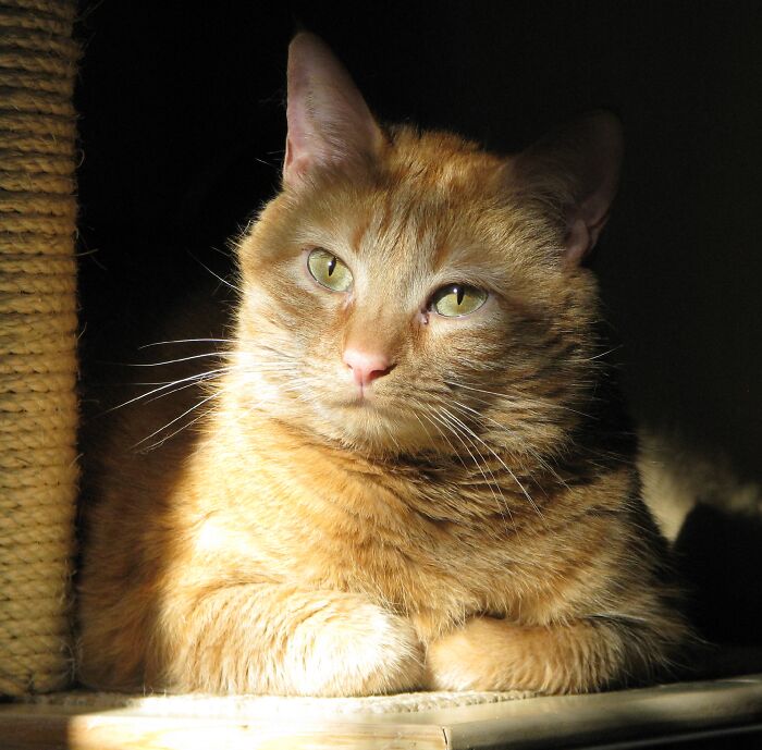 Hey Pandas, Show Me Your Beloved Pets