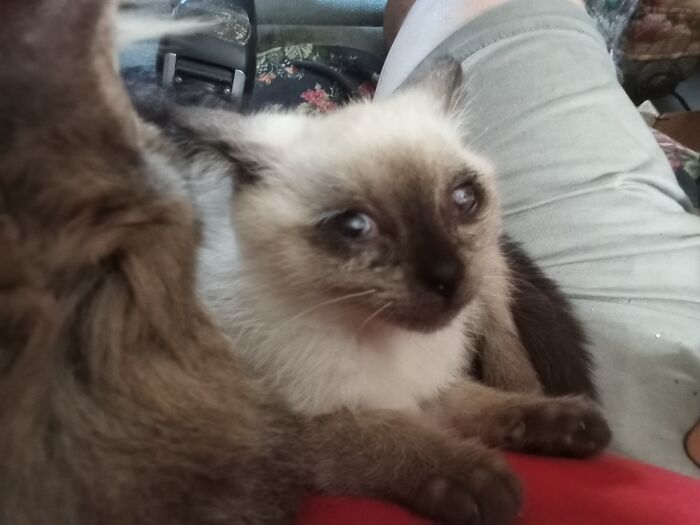 Hey Pandas, Show Me Your Beloved Pets