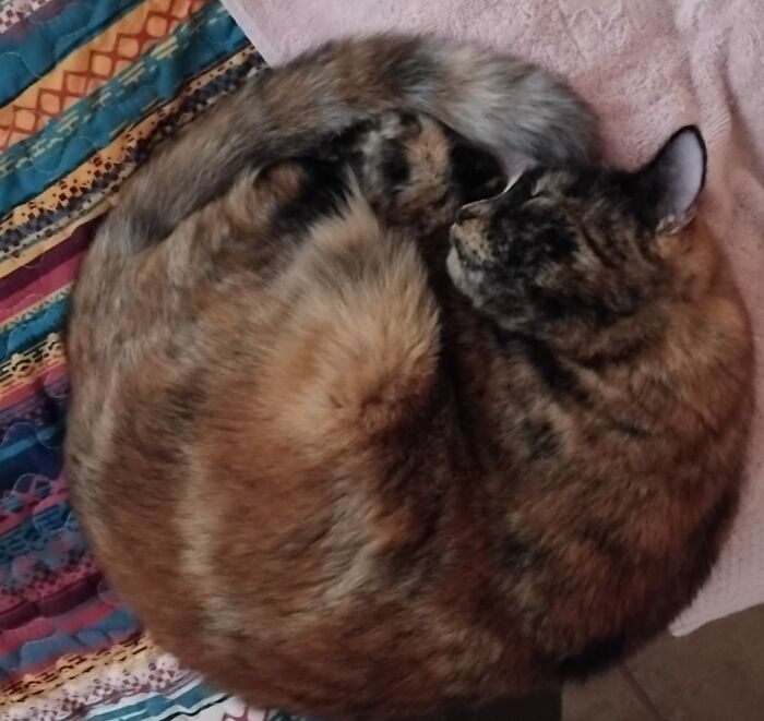 Hey Pandas, Show Me Your Beloved Pets