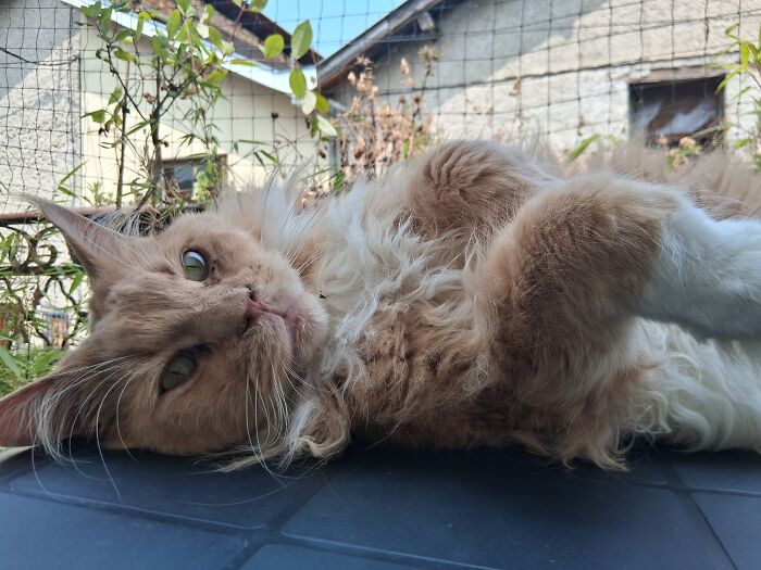 Hey Pandas, Show Me Your Beloved Pets