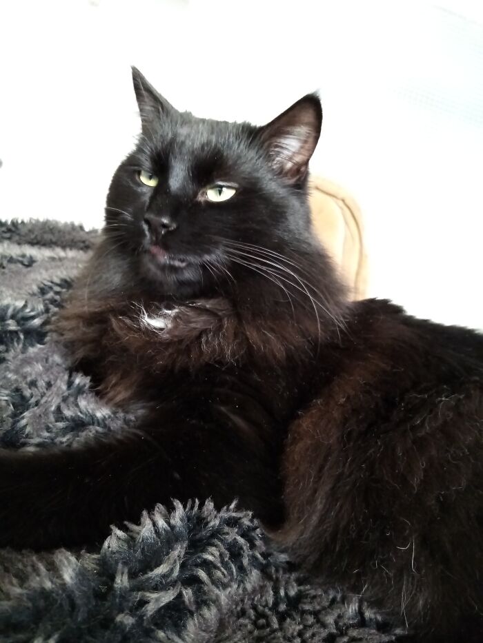 Hey Pandas, Show Me Your Beloved Pets