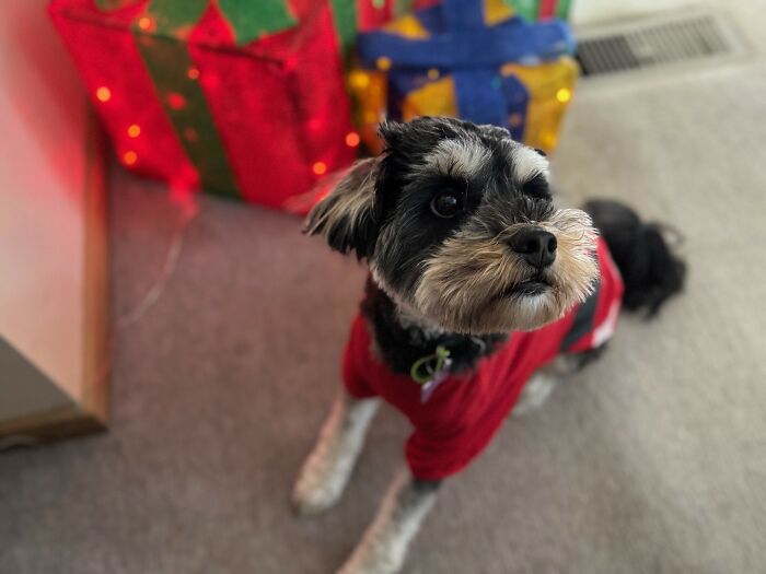 Hey Pandas, Show Me Your Beloved Pets