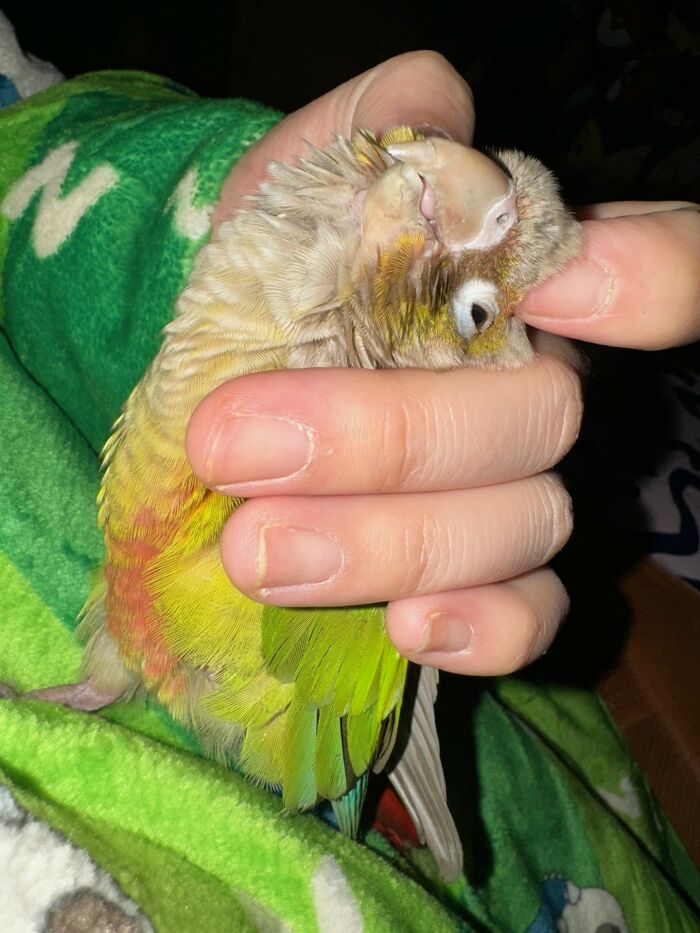Hey Pandas, Show Me Your Beloved Pets