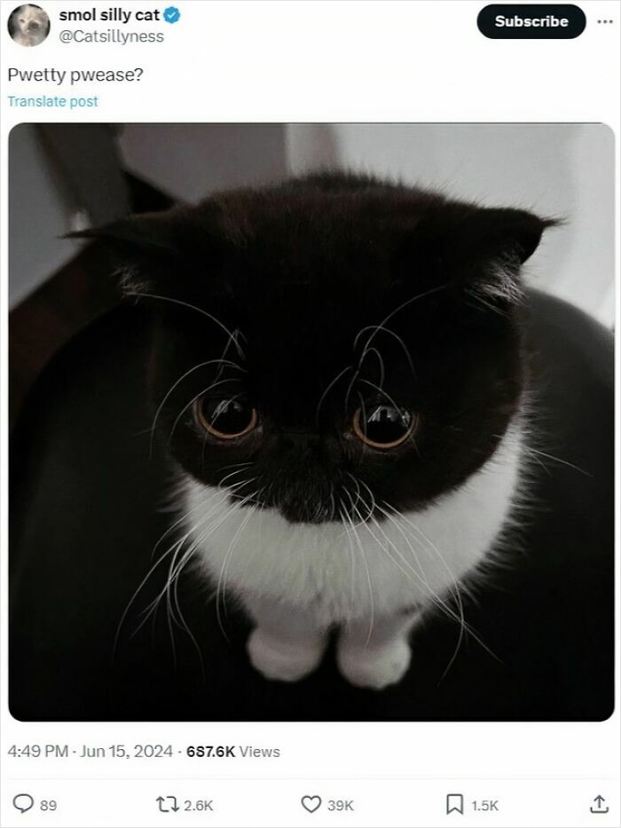 Cats Make The World A Better Place Just By Existing And These 78 Pics Prove It