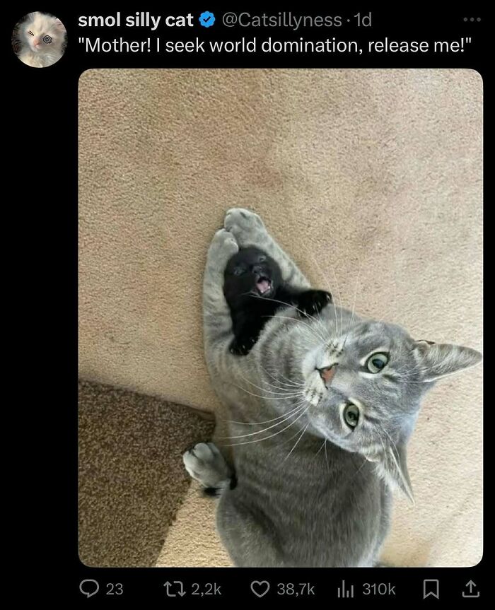 Cats Make The World A Better Place Just By Existing And These 78 Pics Prove It