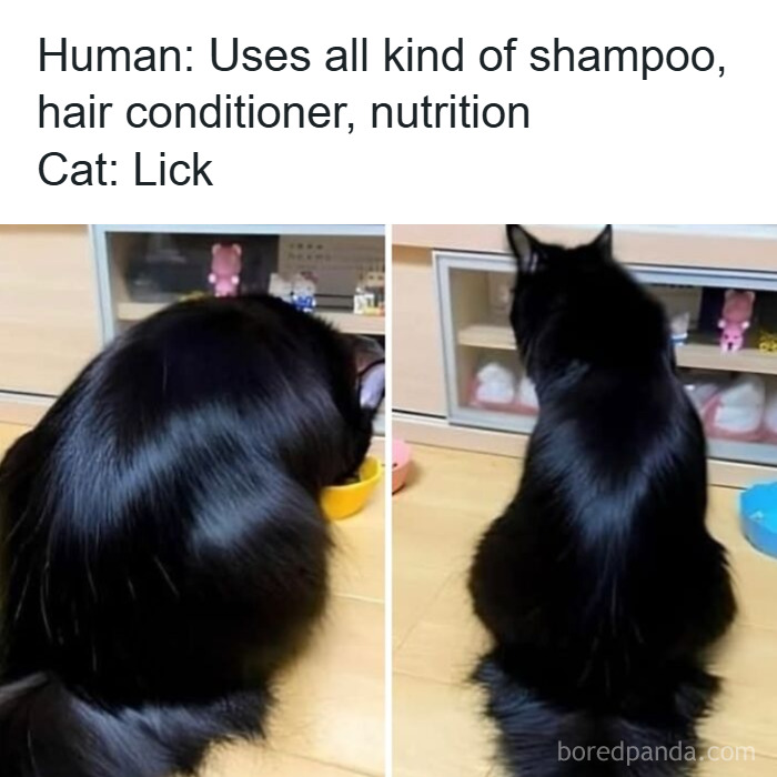 Cats Make The World A Better Place Just By Existing And These 78 Pics Prove It