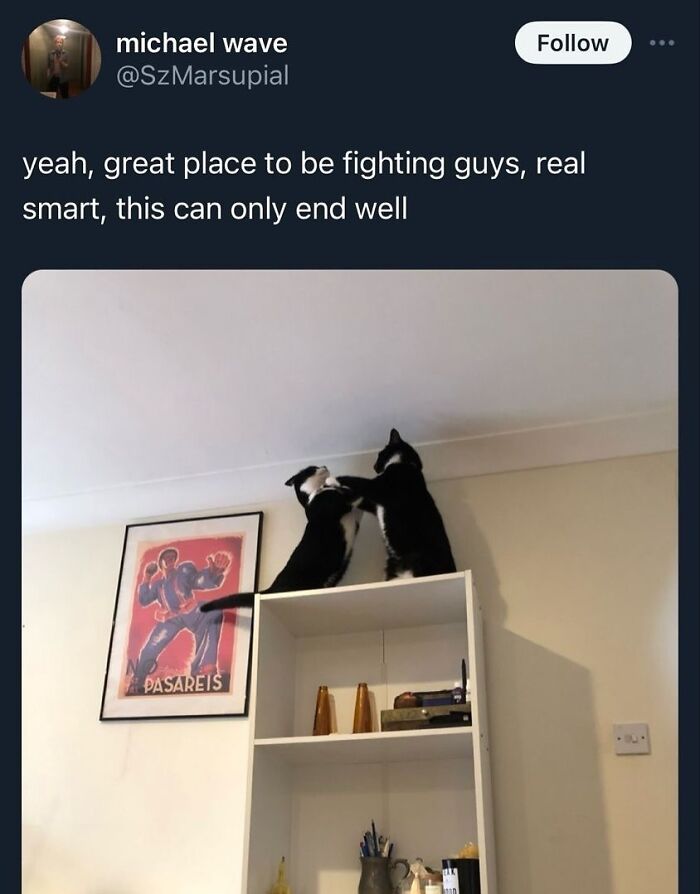 Cats Make The World A Better Place Just By Existing And These 78 Pics Prove It