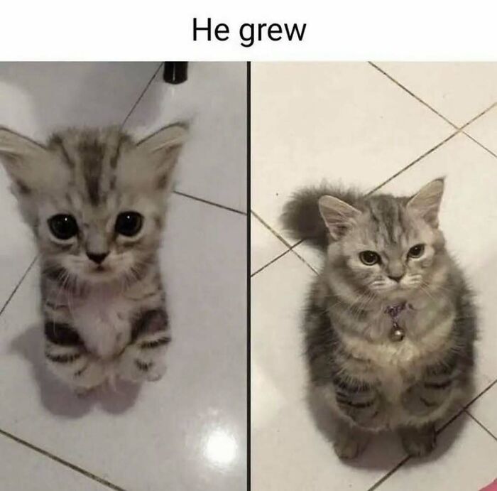 Cats Make The World A Better Place Just By Existing And These 78 Pics Prove It