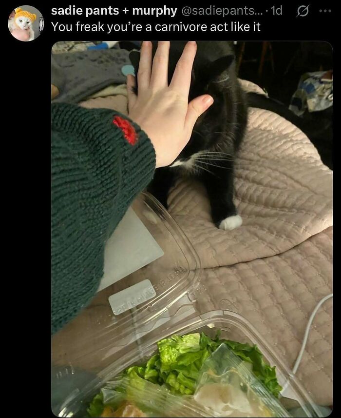 Cats Make The World A Better Place Just By Existing And These 78 Pics Prove It
