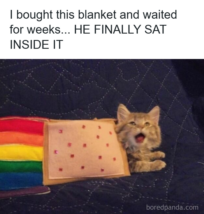 Cats Make The World A Better Place Just By Existing And These 78 Pics Prove It
