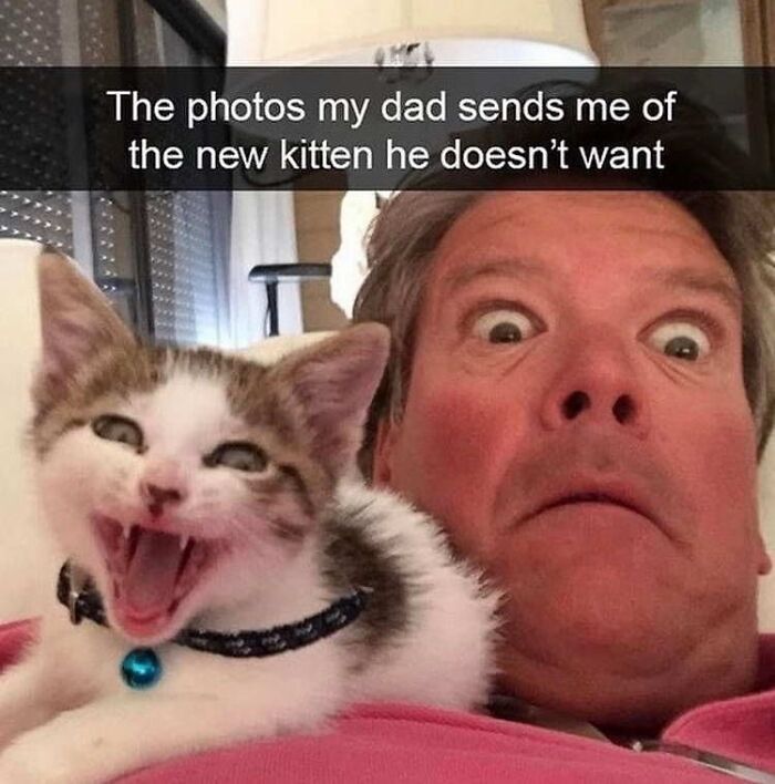 Cats Make The World A Better Place Just By Existing And These 78 Pics Prove It