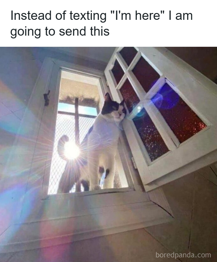 Cats Make The World A Better Place Just By Existing And These 78 Pics Prove It
