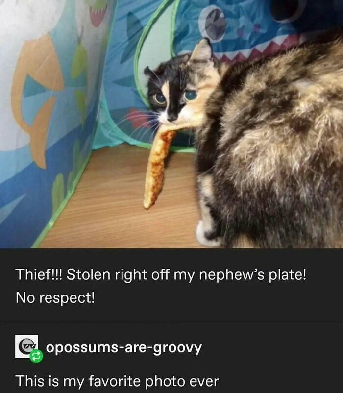 Cats Make The World A Better Place Just By Existing And These 78 Pics Prove It