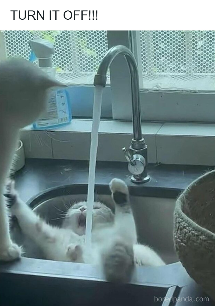 Cats Make The World A Better Place Just By Existing And These 78 Pics Prove It