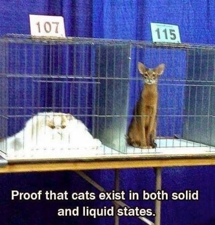 Cats Make The World A Better Place Just By Existing And These 78 Pics Prove It
