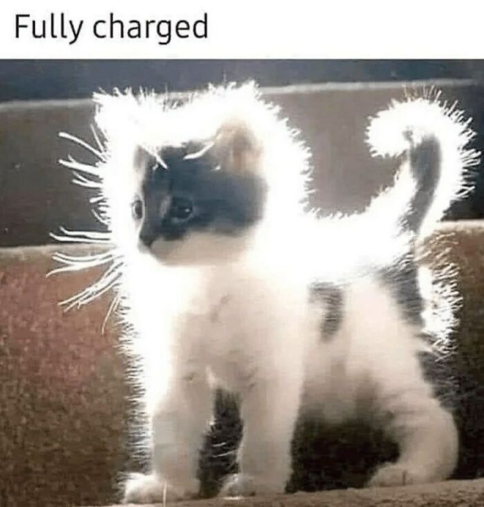 Cats Make The World A Better Place Just By Existing And These 78 Pics Prove It