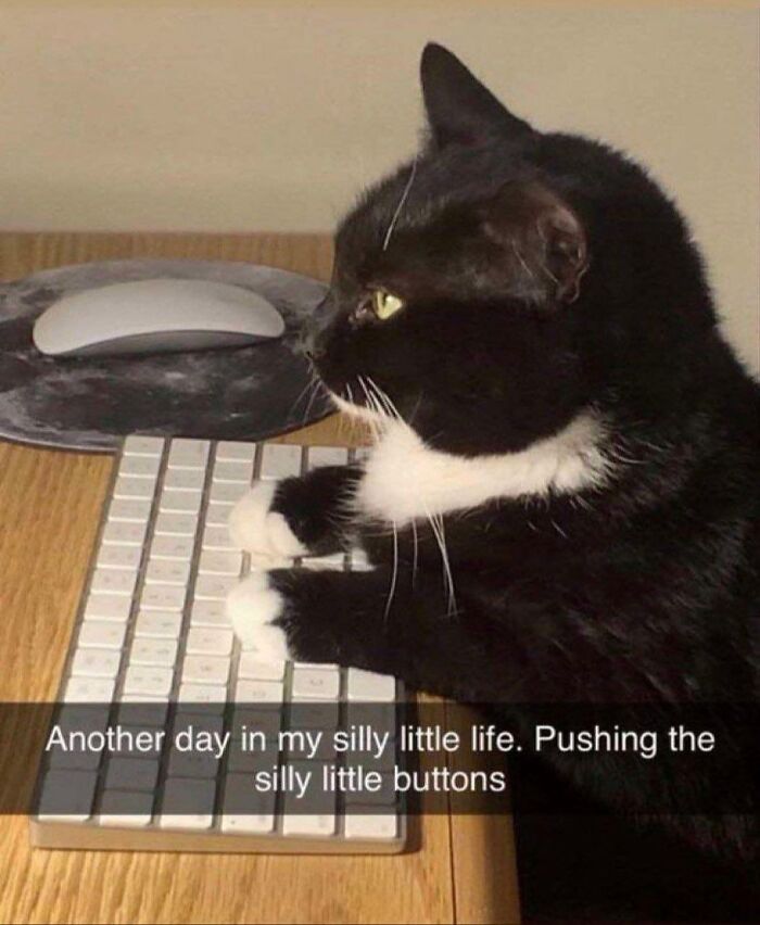 Cats Make The World A Better Place Just By Existing And These 78 Pics Prove It