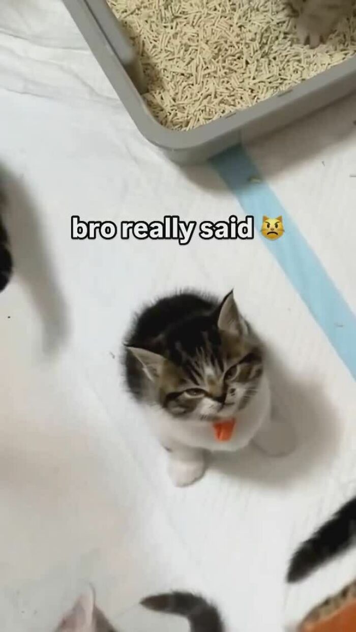 Cats Make The World A Better Place Just By Existing And These 78 Pics Prove It