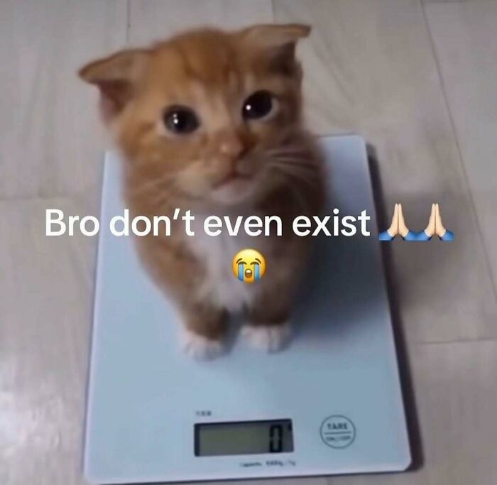 Cats Make The World A Better Place Just By Existing And These 78 Pics Prove It
