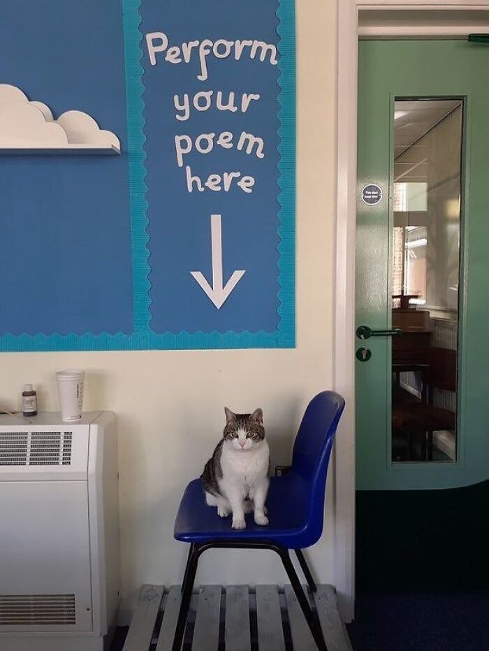 Cats Make The World A Better Place Just By Existing And These 78 Pics Prove It