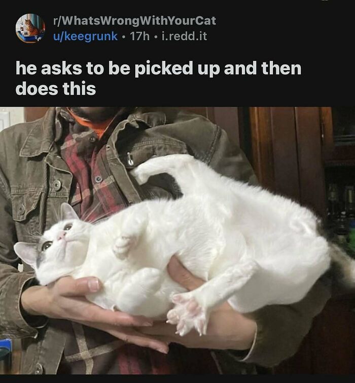 Cats Make The World A Better Place Just By Existing And These 78 Pics Prove It