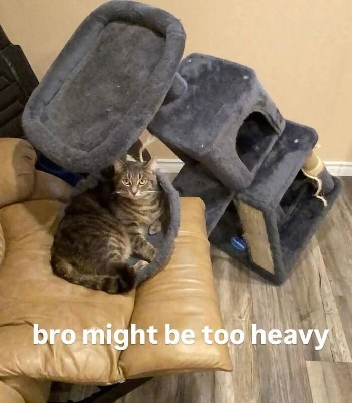 Cats Make The World A Better Place Just By Existing And These 78 Pics Prove It