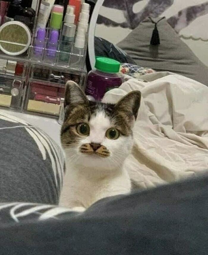 Cats Make The World A Better Place Just By Existing And These 78 Pics Prove It