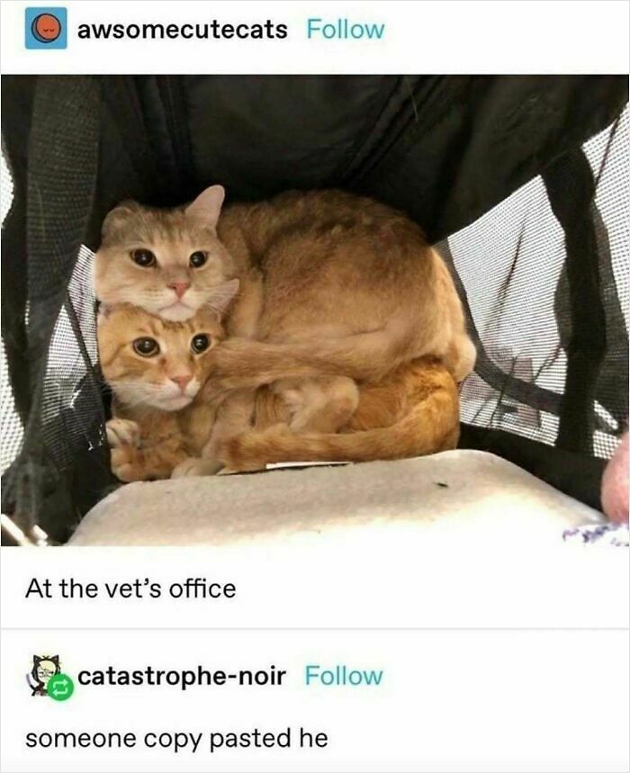 Cats Make The World A Better Place Just By Existing And These 78 Pics Prove It