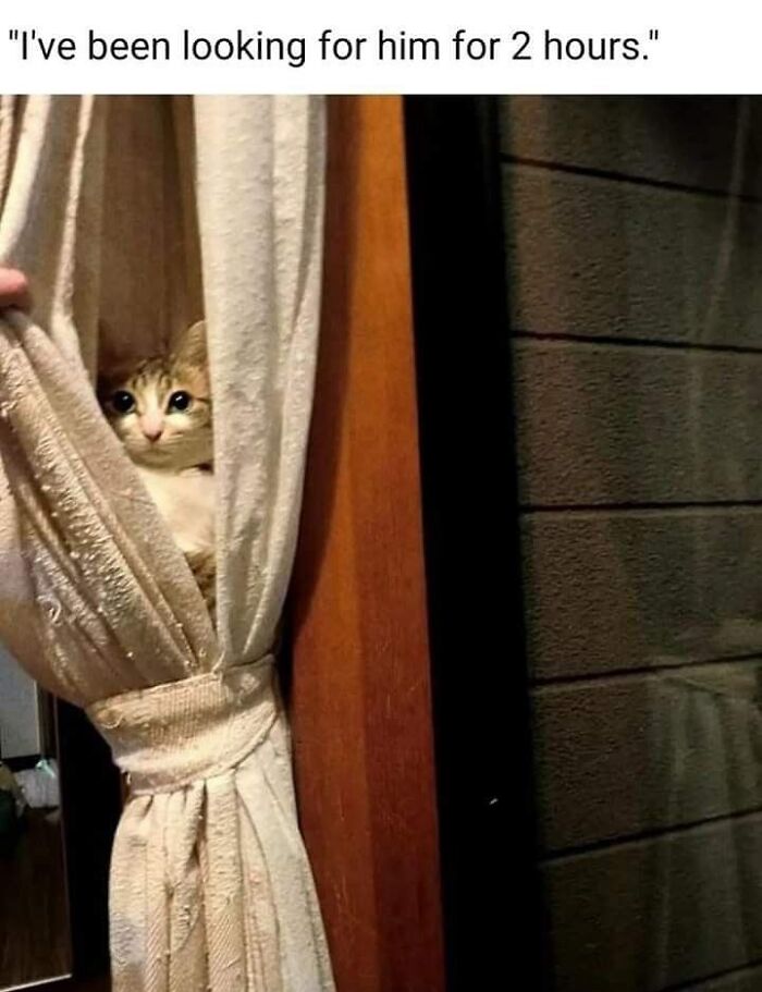 Cats Make The World A Better Place Just By Existing And These 78 Pics Prove It