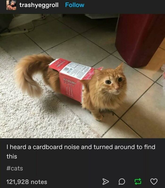 Cats Make The World A Better Place Just By Existing And These 78 Pics Prove It