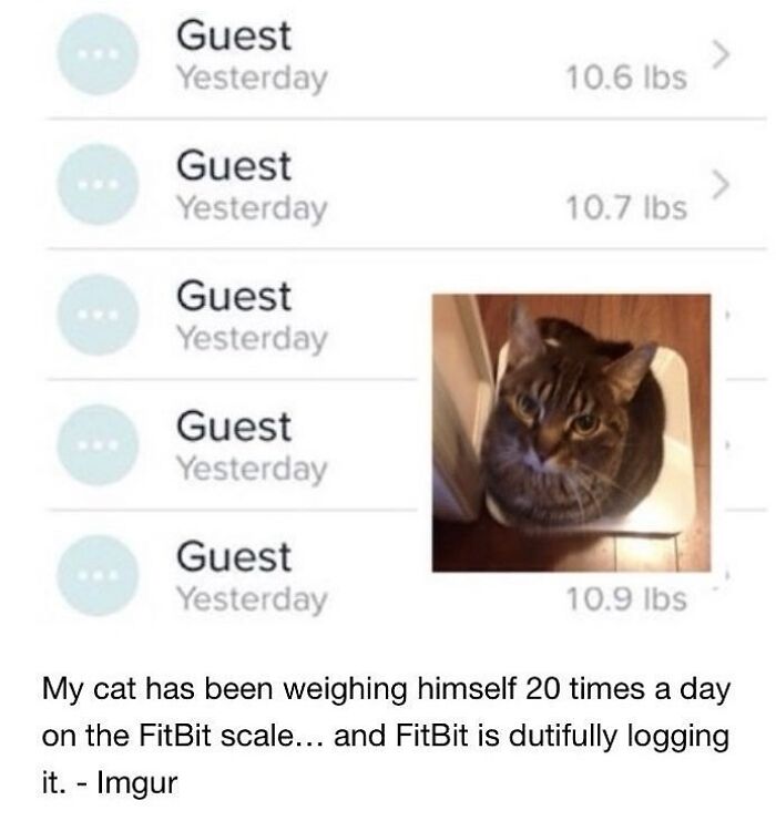 Cats Make The World A Better Place Just By Existing And These 78 Pics Prove It