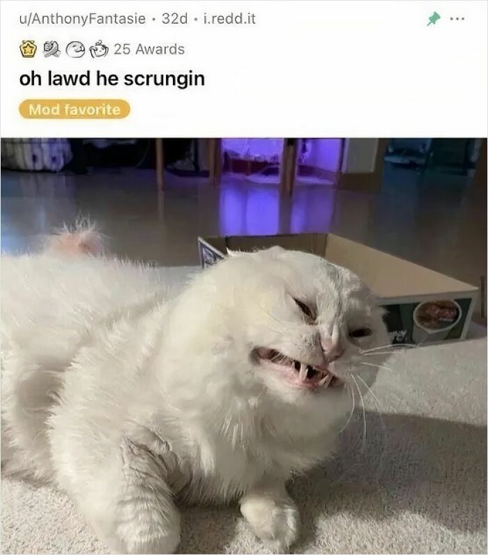 Cats Make The World A Better Place Just By Existing And These 78 Pics Prove It