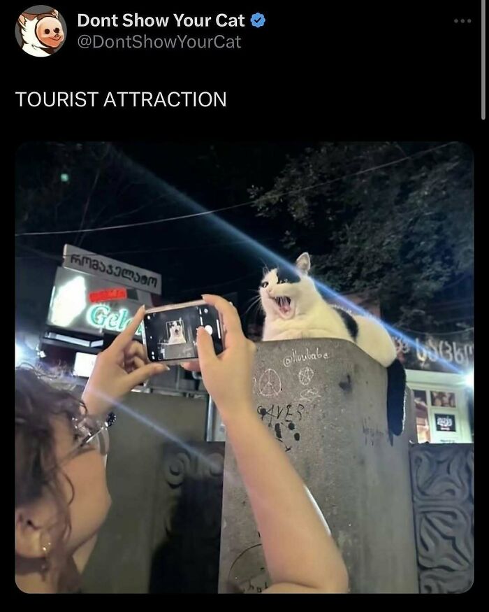 Cats Make The World A Better Place Just By Existing And These 78 Pics Prove It