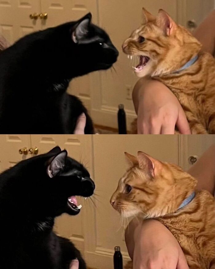 Cats Make The World A Better Place Just By Existing And These 78 Pics Prove It