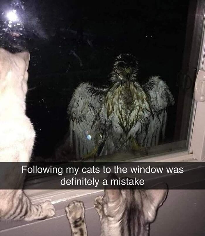 Cats Make The World A Better Place Just By Existing And These 78 Pics Prove It