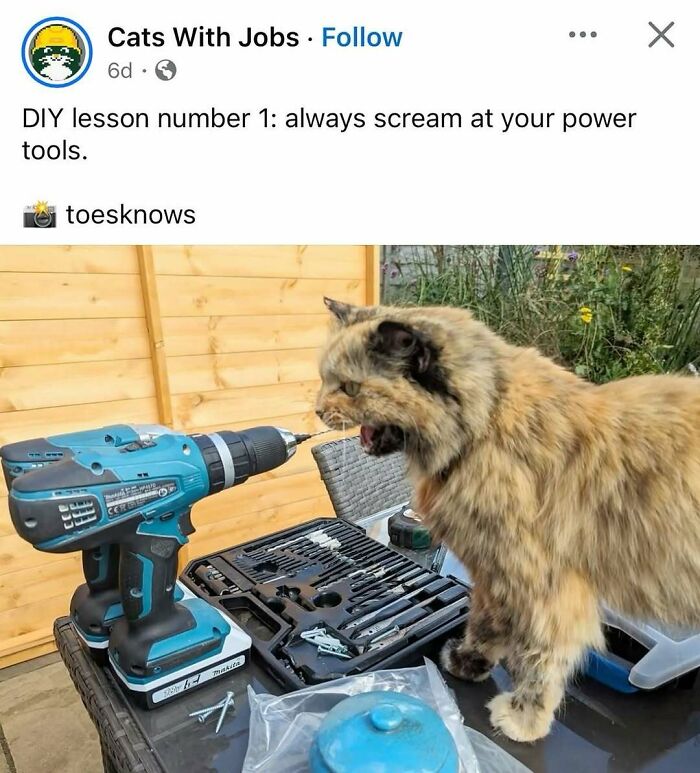Cats Make The World A Better Place Just By Existing And These 78 Pics Prove It