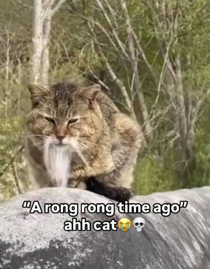 Cats Make The World A Better Place Just By Existing And These 78 Pics Prove It