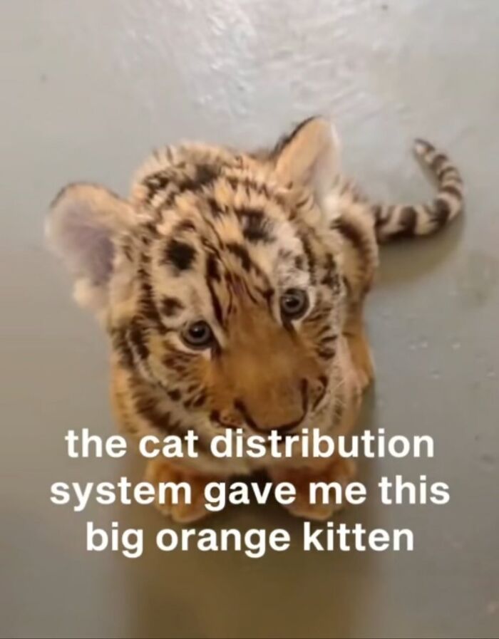 Cats Make The World A Better Place Just By Existing And These 78 Pics Prove It