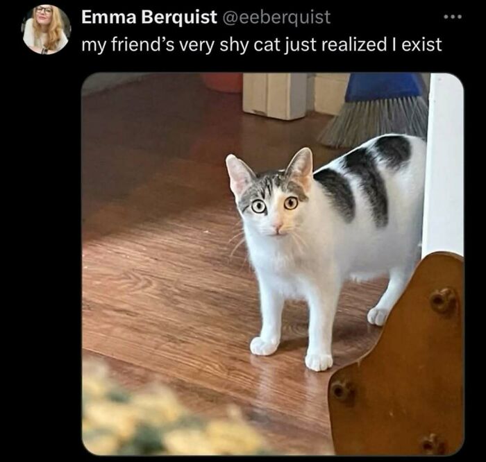Cats Make The World A Better Place Just By Existing And These 78 Pics Prove It