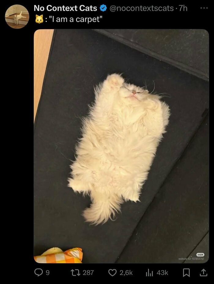 Cats Make The World A Better Place Just By Existing And These 78 Pics Prove It