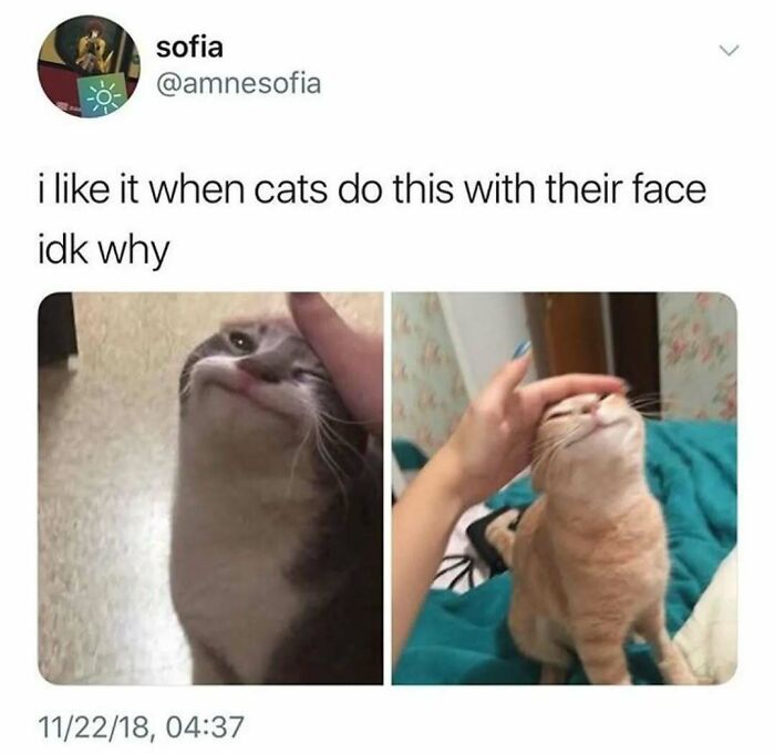 Cats Make The World A Better Place Just By Existing And These 78 Pics Prove It